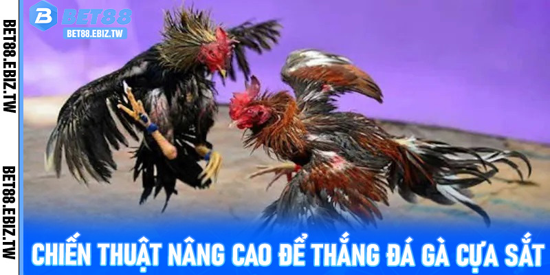 Chiến thuật nâng cao để thắng Đá Gà Cựa Sắt