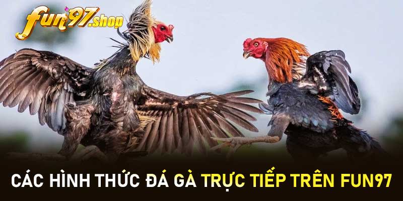 Các hình thức Đá gà trực tiếp trên FUN97
